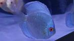 schitterende discus, de mooiste discusvissen!, Vis