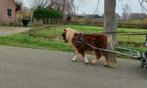 Gezocht betuigd shetlander mag ook een klein Welsh zijn, Dieren en Toebehoren, Paarden en Pony's | Hoofdstellen en Tuigage, Gebruikt