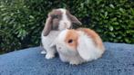 Minilop konijntjes, Meerdere dieren, Dwerg, Hangoor, 0 tot 2 jaar