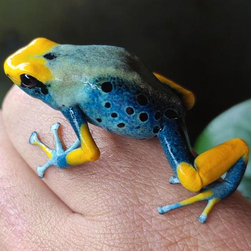 Dendrobates tinctorius 'Tumucumaque', Dieren en Toebehoren, Reptielen en Amfibieën, Amfibie