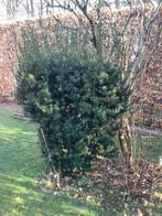Taxus baccata met kluit 2 meter hoog, Tuin en Terras, Ophalen, Taxus, Struik, 100 tot 250 cm