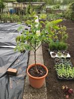 Notenboom, tuinplant, Ophalen