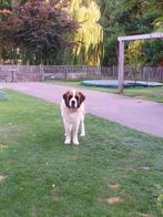 Sint Bernard reu, Dieren en Toebehoren, Rabiës (hondsdolheid), Reu, Eén hond, 3 tot 5 jaar