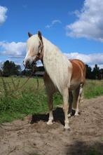 Lieve Haflinger ruin 1.50 cm, Dieren en Toebehoren, Pony's, B, Ruin, 7 tot 10 jaar, Gechipt