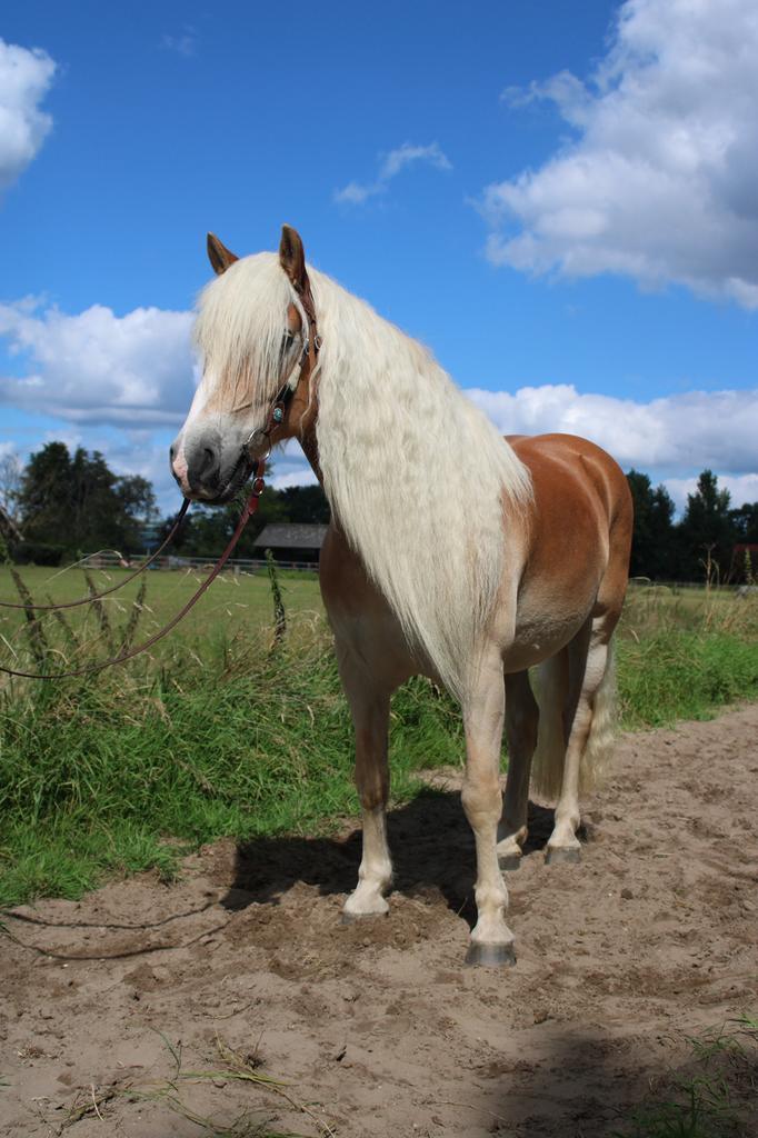 Lieve Haflinger ruin 1.50 cm, Dieren en Toebehoren, Pony's, Ruin, B, E pony (1.48m - 1.57m), 7 tot 10 jaar, Gechipt, Ontwormd