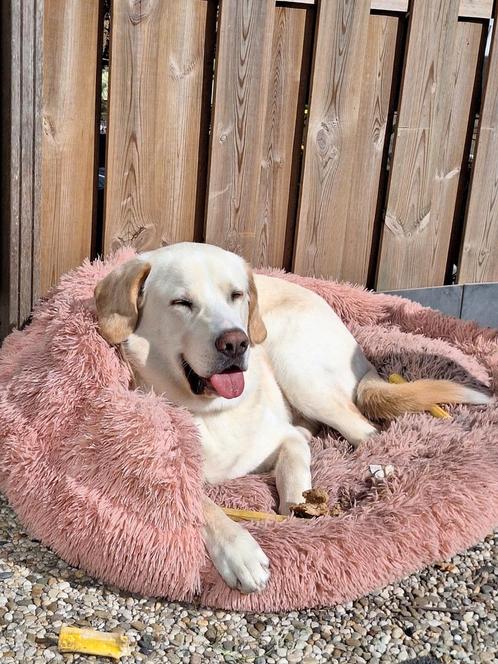 Onze lieve Sollie zoek andere warme huisje, Dieren en Toebehoren, Honden | Niet-rashonden, Reu, Particulier, Eén hond, Buitenland