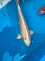 Yamabuki 30cm, Dieren en Toebehoren, Vissen | Vijvervissen, Karper of Koi