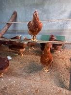 5 jonge leghennen te koop, Dieren en Toebehoren, Pluimvee, Vrouwelijk, Kip
