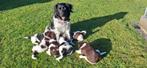 Friese Stabij pups, Dieren en Toebehoren, Overige rassen, CDV (hondenziekte), 8 tot 15 weken, Meerdere dieren