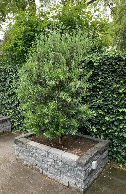 Twee Mooie Olijfbomen in Struikvorm - Vol en Gezond!, Tuin en Terras, Planten | Struiken en Hagen, Ophalen