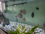 Discus, Dieren en Toebehoren, Vissen | Aquariumvissen, Vis