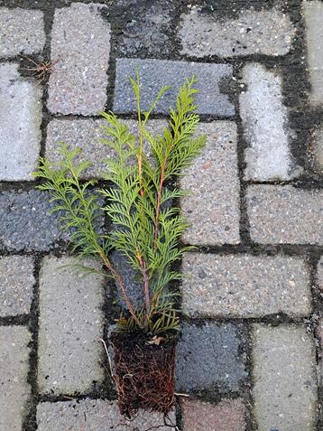 Thuja plicata 'Martin' P9 coniferen  20 - 30 cm 