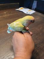 Tamme jonge roseicollie schitterende vogel en mega tam!!!, Dieren en Toebehoren, Vogels | Parkieten en Papegaaien, Geslacht onbekend