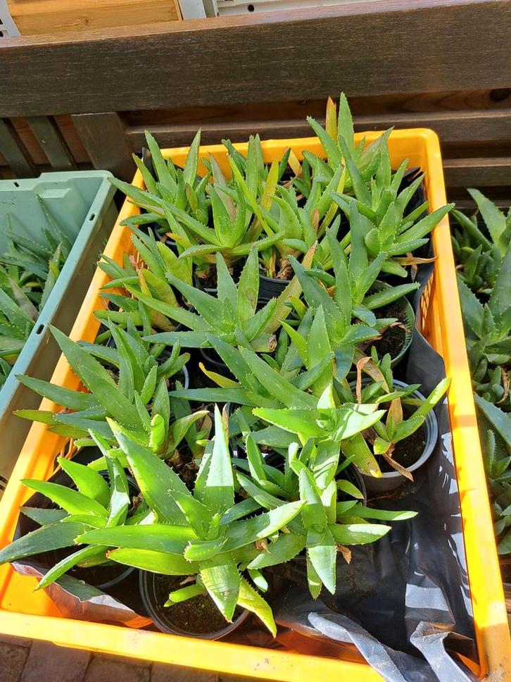 Aloe Vera Plantjes - Vaste Plant alles scherpe prijs, Tuin en Terras, Planten | Tuinplanten, Vaste plant, Overige soorten, Volle zon