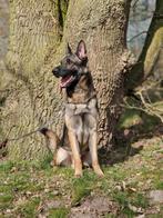 Mooie en lieve duitse herder zoek een nieuw baasje, Rabiës (hondsdolheid), Reu, Eén hond, 3 tot 5 jaar