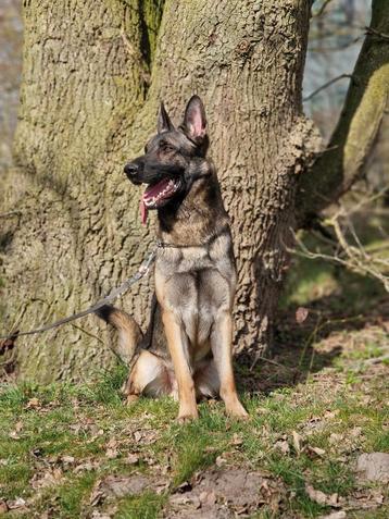 Mooie en lieve duitse herder zoek een nieuw baasje beschikbaar voor biedingen
