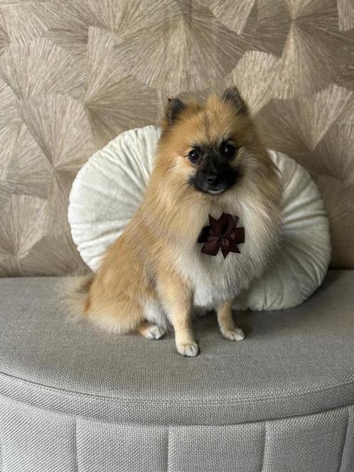 Dekreu kruising keeshondje pommeriaan, Dieren en Toebehoren, Honden | Dekreuen, Reu, Particulier, Eén hond, Nederland, 1 tot 2 jaar