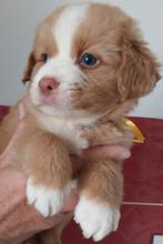 Nova Scotia Duck Tolling Retriever pups, Dieren en Toebehoren, Honden | Retrievers, Spaniëls en Waterhonden, Fokker | Hobbymatig