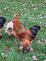 Brahma Haan, Buff Columbia, Dieren en Toebehoren, Pluimvee, Mannelijk, Kip