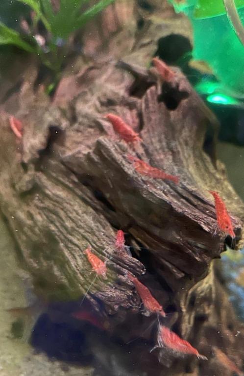Mooie rode Vuurgarnalen - Vuurtjes, Dieren en Toebehoren, Vissen | Aquariumvissen, Kreeft, Krab of Garnaal