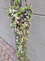 Ceropegia Linearis Luuk p14, Huis en Inrichting, Kamerplanten, Ophalen of Verzenden, Halfschaduw, Minder dan 100 cm