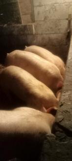 Te koop SCHARREL VARKEN vlees 4,95 €/kg., Vrouwelijk, Varken, 0 tot 2 jaar