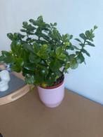 Kalanchoe plant, Huis en Inrichting, Kamerplanten, Ophalen, Vetplant, Halfschaduw, In pot