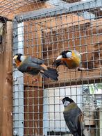 Koppel Zilveroor nachtegalen., Dieren en Toebehoren, Meerdere dieren, Geringd