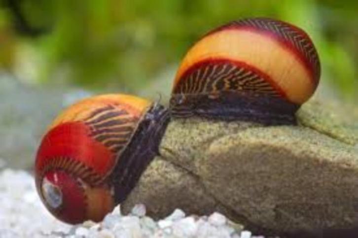 Rode renslak - Vettina Waiginensis, Dieren en Toebehoren, Vissen | Aquariumvissen, Zoetwatervis, Slak of Weekdier