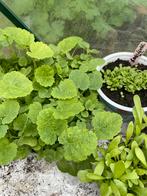 Stokroos plantjes, Ophalen, Zomer, Overige soorten, Volle zon