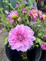 Plukbloemen 2,99 per boeket, Tuin en Terras, Bloembollen en Zaden, Ophalen of Verzenden, Voorjaar, Volle zon, Knol