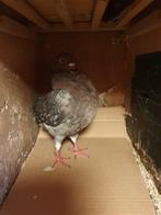 Een mooie  duif, Dieren en Toebehoren, Vogels | Duiven, Vrouwelijk, Kropper