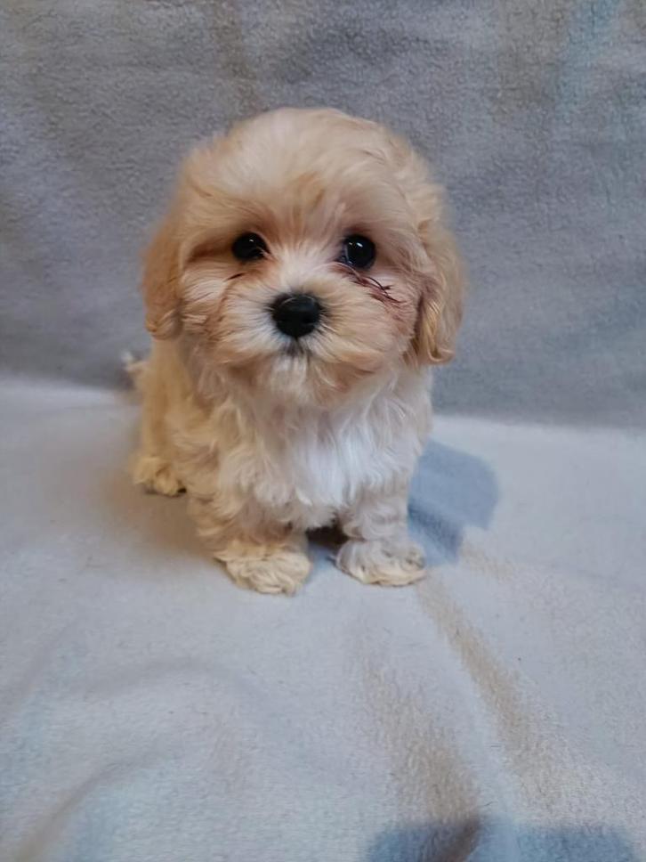 Mini Maltipoo Teefje (Crème)– Mystique – Zacht, Lief & Petit, Dieren en Toebehoren, Honden | Chihuahua's en Gezelschapshonden