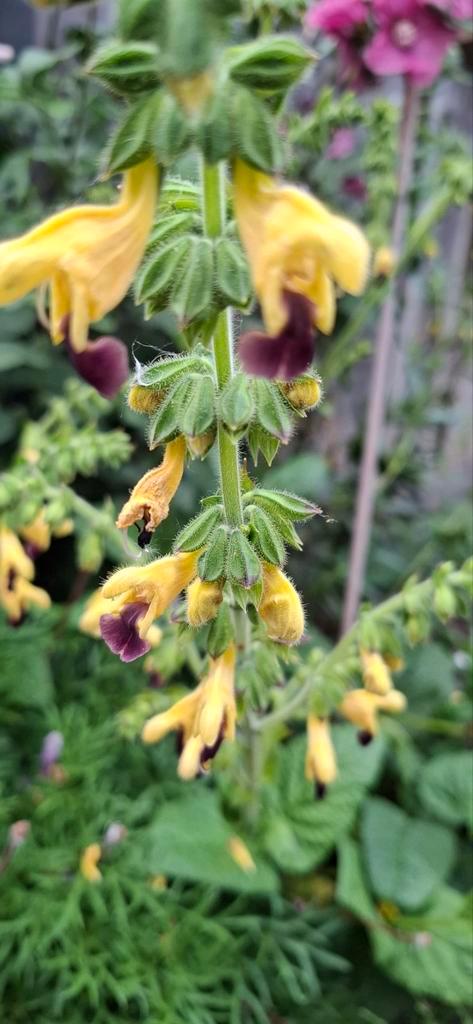 Salvia Bulleyana - Bulley's Salie, Tuin en Terras, Bloembollen en Zaden, Zaad, Voorjaar, Halfschaduw, Ophalen of Verzenden