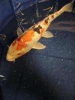 doitsu showa Japanse koi, Dieren en Toebehoren, Karper of Koi