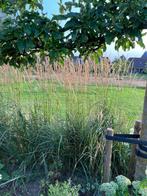 Calamagrostis Karl Foerster, Ophalen, Volle zon, Vaste plant, Siergrassen