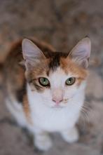 5 mnd oude Djoty is op zoek naar haar thuis, Dieren en Toebehoren, Katten en Kittens | Overige Katten, Kortharig, 0 tot 2 jaar