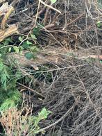 Brandhout - Coniferen, Ophalen, Gebruikt