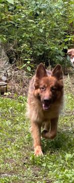 Duitse herder teefje, Dieren en Toebehoren, Honden | Herdershonden en Veedrijvers, België, Particulier, Rabiës (hondsdolheid)