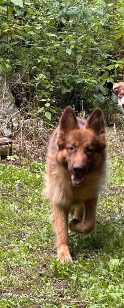 Duitse herder teefje, Dieren en Toebehoren, Honden | Herdershonden en Veedrijvers, Teef, Herder, Particulier, Eén hond, België