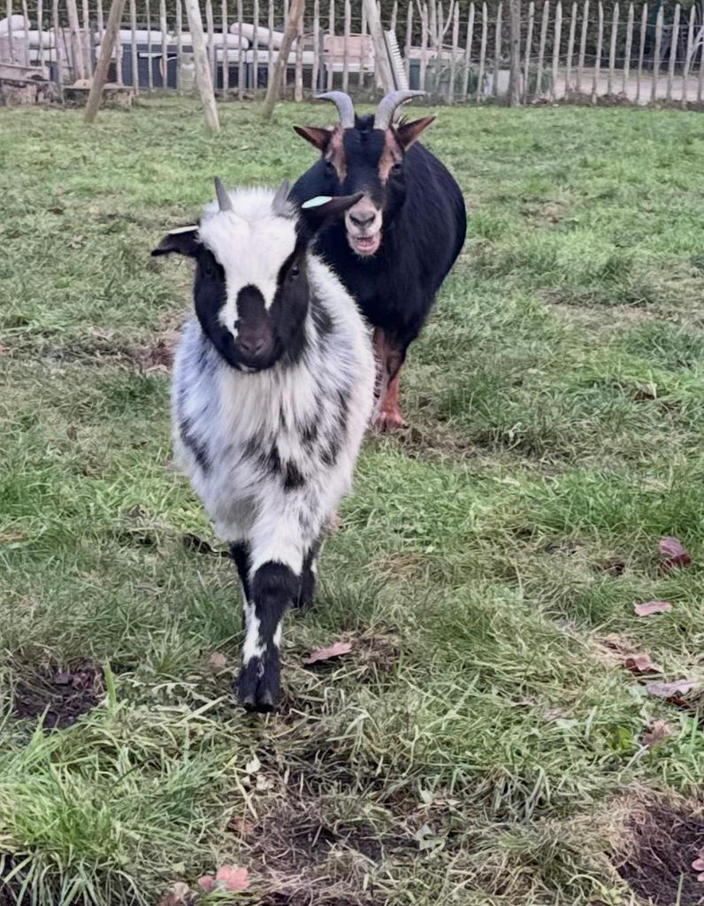 2 Dwerggeiten te koop, Dieren en Toebehoren, Schapen, Geiten en Varkens, Vrouwelijk, Geit