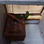 Ara nobilis koppel met D.N.A., Dieren en Toebehoren, Meerdere dieren, Papegaai