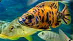 Malawi cichliden veelal f1 (10-25) cm mooi op kleur., Dieren en Toebehoren, Vissen | Aquariumvissen, Vis, Zoetwatervis, Schoolvis