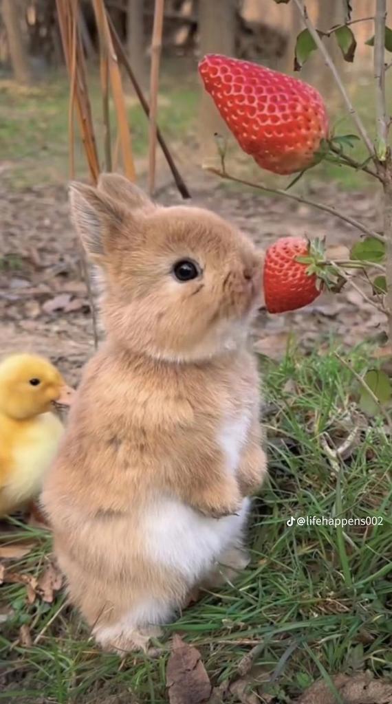 Konijnen opvang!, Dieren en Toebehoren, Pluimvee, Overige soorten, Meerdere dieren