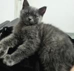 Britse korthaar kitten, Dieren en Toebehoren, Ophalen of Verzenden, Nieuw