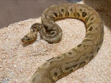 1.0 Killer Spotnose Redstripe Clown ball python regius beschikbaar voor biedingen