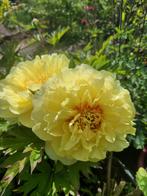 Paeonia (Itoh) " bartzella " hybride pioen geel 2 stuks, Vaste plant, Halfschaduw, Lente, Ophalen