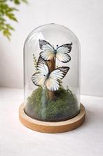 Vlinders in glazen stolp, Ophalen of Verzenden, Zo goed als nieuw