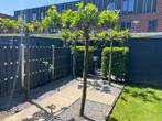 Plataanbomen 2 stuks, Ophalen, Overige soorten, 250 tot 400 cm