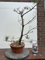 Pre Bonsai Yamadori Grove Den Pinus Sylvestris #6, Tuin en Terras, Minder dan 100 cm, Overige soorten, Ophalen